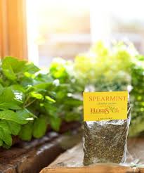 Attēlu rezultāti vaicājumam “Mentha spicata leaf”