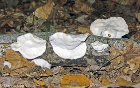 Attēlu rezultāti vaicājumam “Tyromyces chioneus”