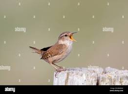 Attēlu rezultāti vaicājumam “Troglodytes troglodytes adult”