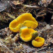 Attēlu rezultāti vaicājumam “Caloscypha fulgens”