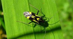 Attēlu rezultāti vaicājumam “Grypocoris sexguttatus”