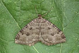 Attēlu rezultāti vaicājumam “Triphosa dubitata”