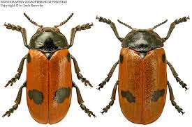 Attēlu rezultāti vaicājumam “Clytra quadripunctata”