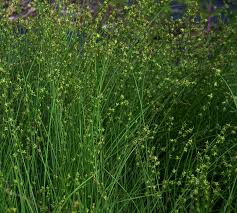Attēlu rezultāti vaicājumam “Carex dioica male flower”