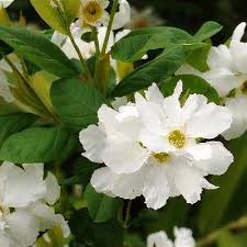 Attēlu rezultāti vaicājumam “Exochorda giraldii var. wilsonii”