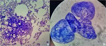 Image result for cestoda excrement dog