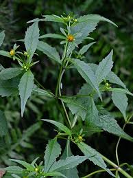 Attēlu rezultāti vaicājumam “Bidens tripartita flower”