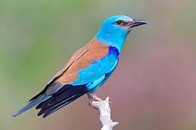 Attēlu rezultāti vaicājumam “Coracias garrulus adult”