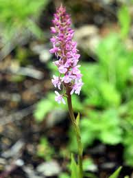 Attēlu rezultāti vaicājumam “Gymnadenia conopsea flower”