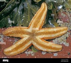 Image result for Asterias rubens