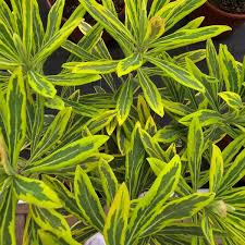 Image result for Wolfsmilch