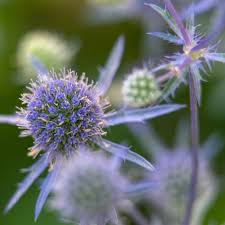 Attēlu rezultāti vaicājumam “Eryngium planum fruit”