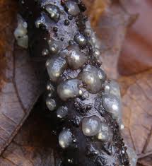 Attēlu rezultāti vaicājumam “Myxarium nucleatum”