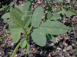 Attēlu rezultāti vaicājumam “Melilotus albus leaf”