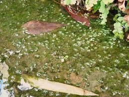 Attēlu rezultāti vaicājumam “Leptodictyum riparium sporophyte”