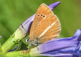 Attēlu rezultāti vaicājumam “Agrodiaetus damon underside”