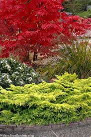 Attēlu rezultāti vaicājumam “Juniperus chinensis”