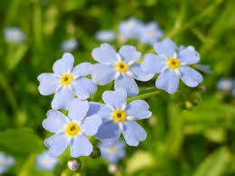 Image result for Vergissmeinnicht