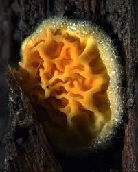 Attēlu rezultāti vaicājumam “Leucogyrophana mollusca”