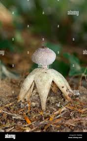 Attēlu rezultāti vaicājumam “Geastrum quadrifidum”