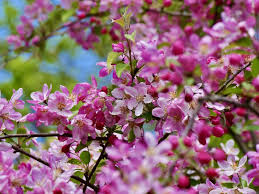 Attēlu rezultāti vaicājumam “Malus sylvestris”