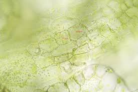 Attēlu rezultāti vaicājumam “Cephalozia connivens macro”