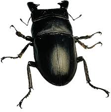 Attēlu rezultāti vaicājumam “Glischrochilus quadripunctatus”