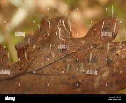 Attēlu rezultāti vaicājumam “Typhula erythropus”