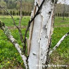 Attēlu rezultāti vaicājumam “Betula papyrifera”