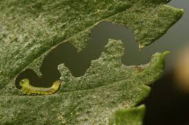 Attēlu rezultāti vaicājumam “Agrotis ripae larva”