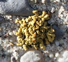 Attēlu rezultāti vaicājumam “Xanthoria polycarpa”