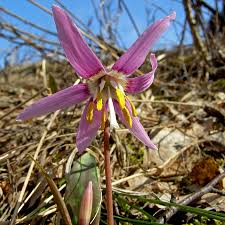 Attēlu rezultāti vaicājumam “Erythronium sibiricum”