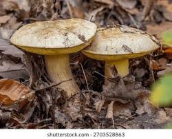 Attēlu rezultāti vaicājumam “Xerocomus subtomentosus”