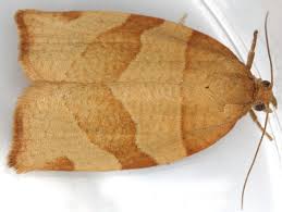 Attēlu rezultāti vaicājumam “Pandemis”