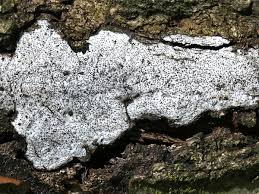 Attēlu rezultāti vaicājumam “Biscogniauxia marginata”