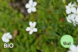 Image result for Steinnelke