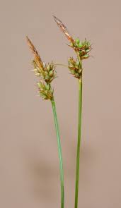 Attēlu rezultāti vaicājumam “Carex pilulifera”