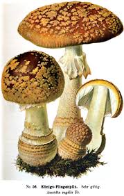 Attēlu rezultāti vaicājumam “Amanita regalis”