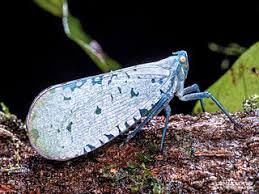 Attēlu rezultāti vaicājumam “Fuligo licentii macro”