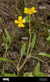 Attēlu rezultāti vaicājumam “Ranunculus flammula”