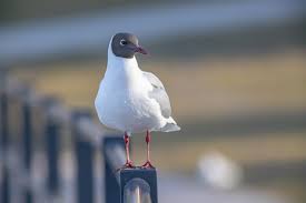 Attēlu rezultāti vaicājumam “Larus ridibundus adult”