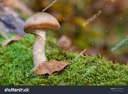 Attēlu rezultāti vaicājumam “Armillaria sp.”