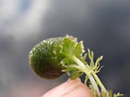 Attēlu rezultāti vaicājumam “Utricularia intermedia leaf”
