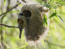 Attēlu rezultāti vaicājumam “Remiz pendulinus adult”