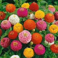 Image result for Dahlia x pinnata `Pompon Lilliput`