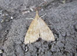 Attēlu rezultāti vaicājumam “Udea fulvalis”