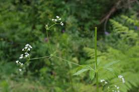 Attēlu rezultāti vaicājumam “Galium rivale flower”