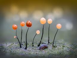 Attēlu rezultāti vaicājumam “Comatricha fragilis macro”