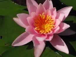 Attēlu rezultāti vaicājumam “Nymphaea candida flower”