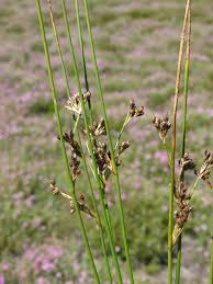 Attēlu rezultāti vaicājumam “Juncus balticus”